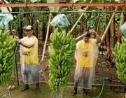 Cultivar Bananas 5