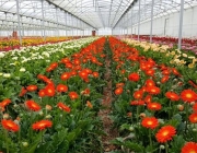 Cultivar Gerberas 1