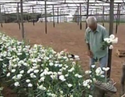 Cultivar Gerberas 6