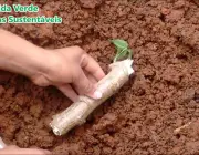 Cultivar Mandioca 1