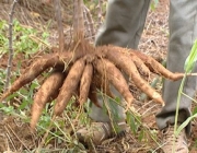 Cultivar Mandioca 4