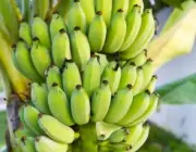 Cultivares da Banana 1