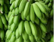 Cultivares da Banana 2