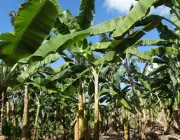 Cultivares da Banana 3