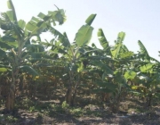 Cultivares da Banana 4