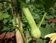 Cultivo da Abobrinha 4