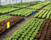 Cultivo da Alface Frisada 3