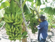 Cultivo da Banana 2
