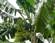 Cultivo da Banana 3