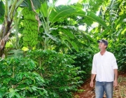 Cultivo da Banana 4