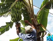 Cultivo da Banana 2