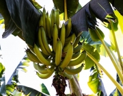 Cultivo da Banana da Terra 1