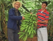 Cultivo da Banana da Terra 4