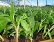 Cultivo da Banana da Terra 6