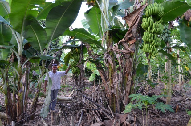 Cultivo da Banana da Terra 1