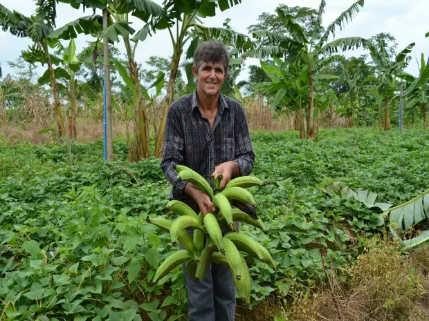 Cultivo da Banana da Terra 4
