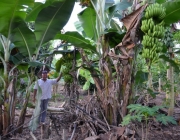 Cultivo da Banana da Terra 1