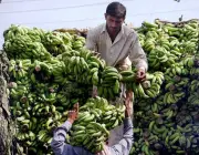 Cultivo da Banana 5