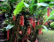 Cultivo da Heliconia 3