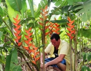 Cultivo da Heliconia 5