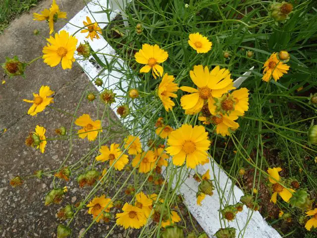 Flores Margaridas Amarelas com Fotos | Mundo Ecologia
