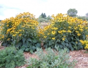 Rudbeckia hirta