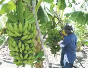 Cultivo das Bananas 1