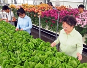Plantio da Alface na China 2