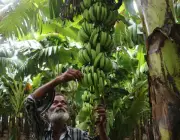 Cultivo de Banana Mysore na Índia 1
