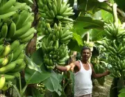Cultivo de Banana Mysore na Índia 2