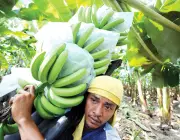 Cultivo de Banana Mysore na Índia 3
