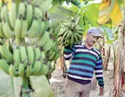 Cultivo de Banana Mysore na Índia 4