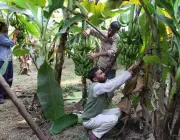 Cultivo de Banana Mysore na Índia 5