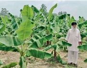 Cultivo de Banana Mysore na Índia 6
