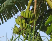 Cultivo de Banana 2