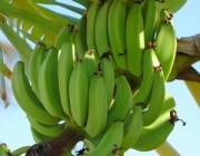 Cultivo de Banana 3