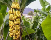 Cultivo de Banana 4