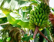 Cultivo de Banana 6