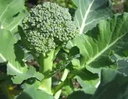 Cultivo de Brócolis 1