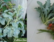 Cultivo de Brócolis 4