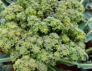 Cultivo de Brócolis 5