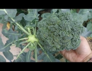 Cultivo de Brócolis 6