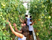 Cultivo de Frutas e Verduras 1