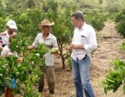 Cultivo de Frutas e Verduras 4