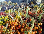 Cultivo de Frutas e Verduras 6