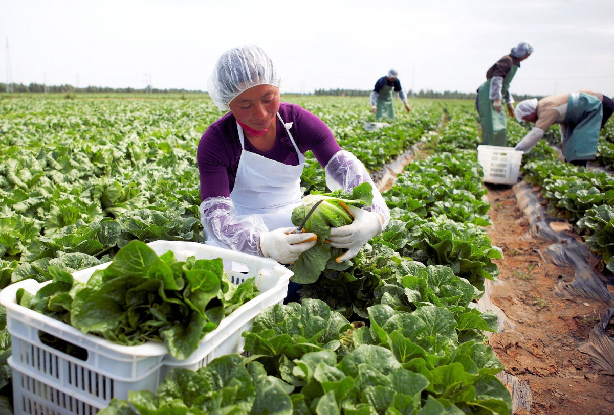 Brassicaceae Importância Econômica | Mundo Ecologia