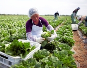 Hortaliças e Brassicaceae Importância Econômica 2