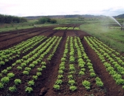 Hortaliças e Brassicaceae Importância Econômica 3