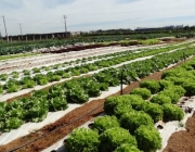 Hortaliças e Brassicaceae Importância Econômica 4