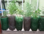 Cultivo de Plantas em Garrafa Pet 4